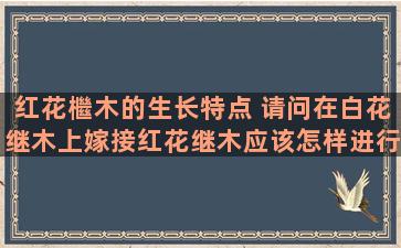 红花檵木的生长特点 请问在白花继木上嫁接红花继木应该怎样进行